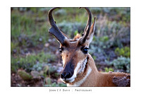 Antelope-23