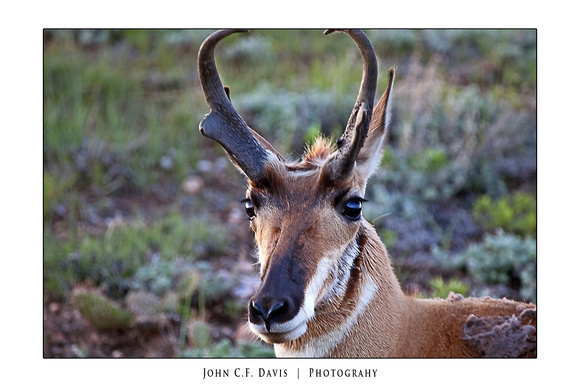 Antelope-23