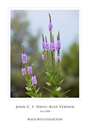 Blue_Vervain_(1_of_1)-14